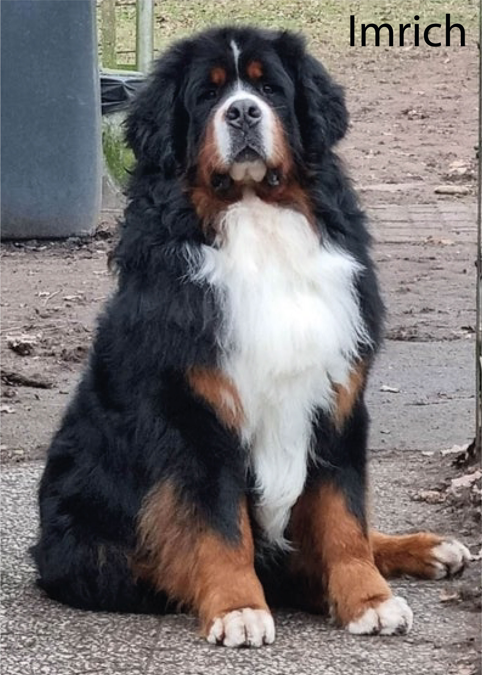 young man side profile having beard trimmed with scissors