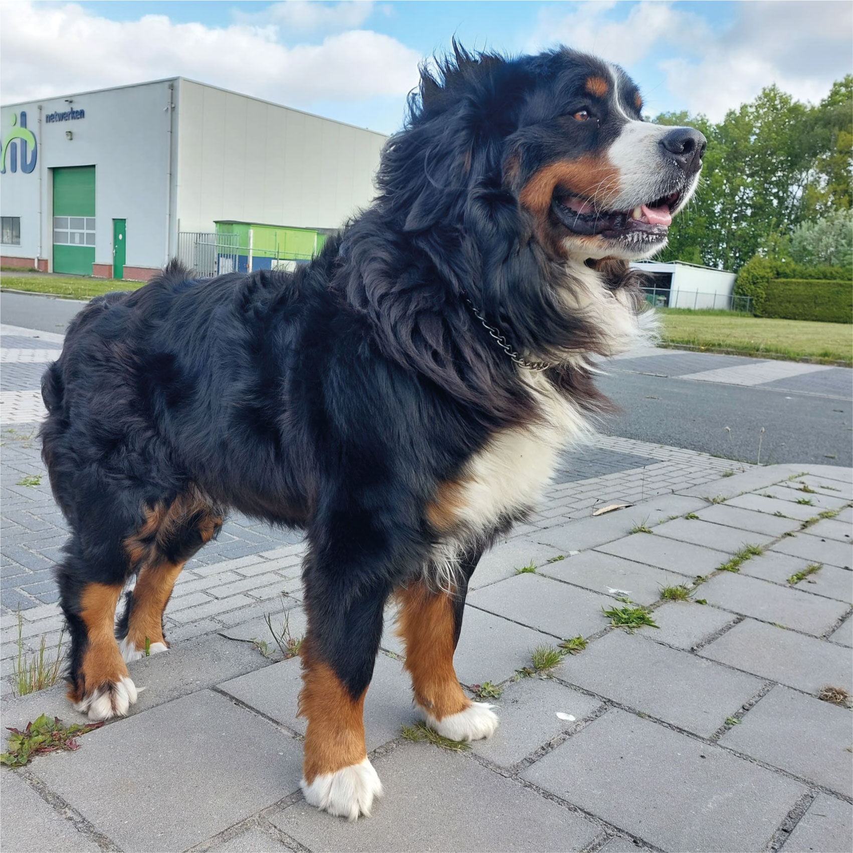 barber using styling spray on young man with black hair, short on sides and long in a quiff on top